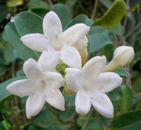 Photo of the five petaled white jasmine blossoms