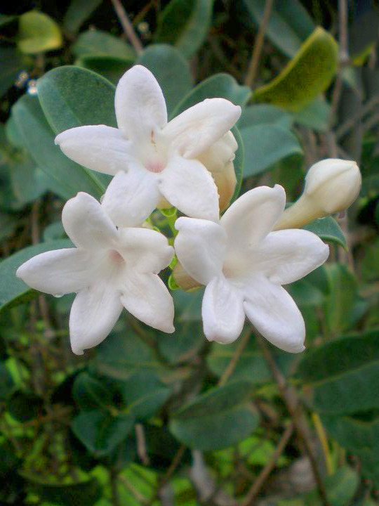 Pikake, Hawaiian for Jasmine Attract Essentials