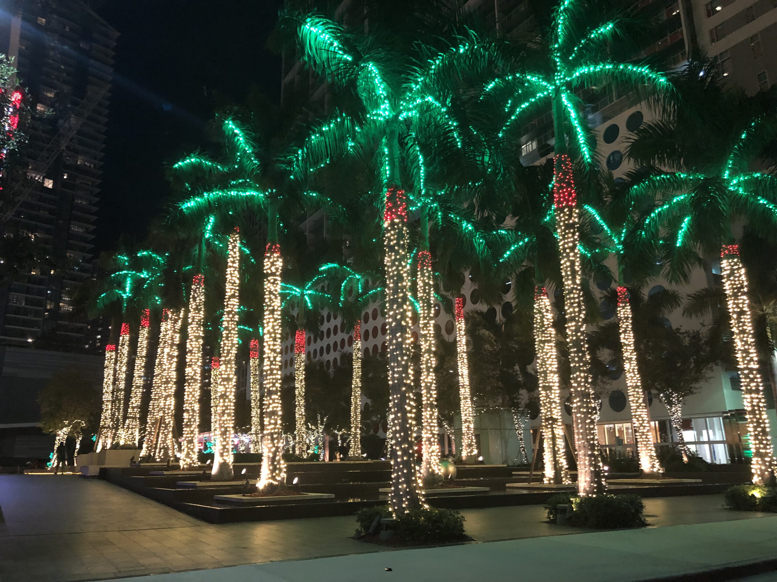 Palm Trees in Downtown, Miami decorated with Christmas lights, green lights on the palm fronds and red around the top of the trunk and white from the red part down to the roots. Very festive!