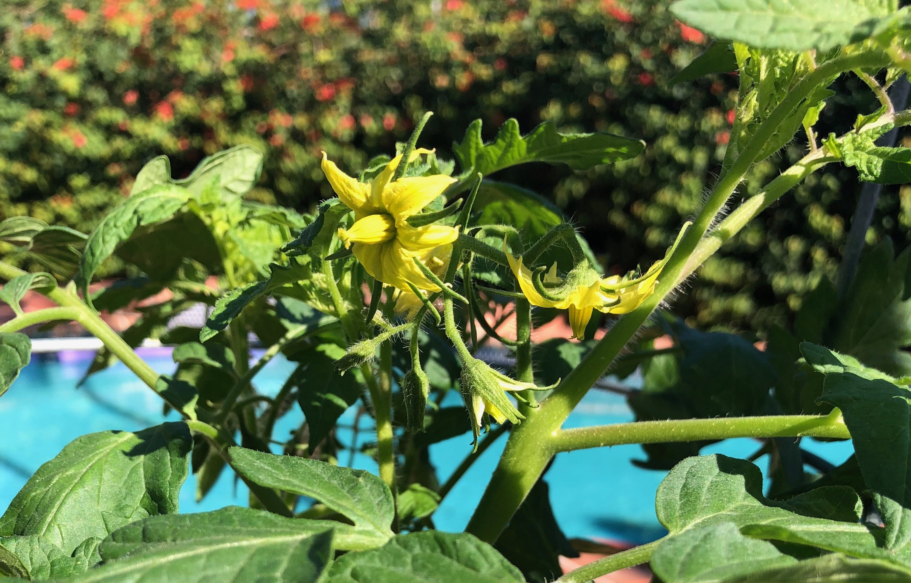 Yellow Flowers Blooming on Sherrin's Tomato Plant in her back yard